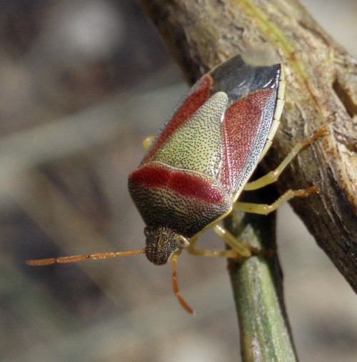 Spagna: La regione  de Monegros, paradiso entomologico